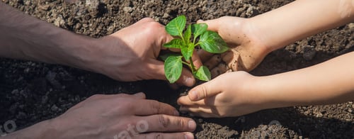 Preview: A child with his father plant a nursery garden. Selective focus.