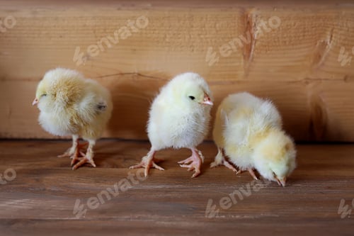 Preview: Llittle cute baby chiks on wooden background