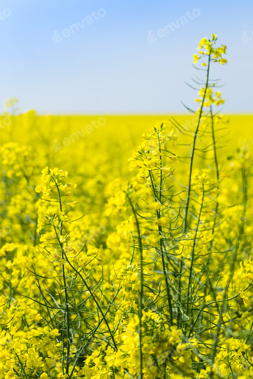 Preview: yellow blooming rapeseed field
