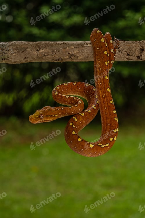 Preview: Green Tree Python (Morelia viridis) in its vibrant red phase perched on a branch