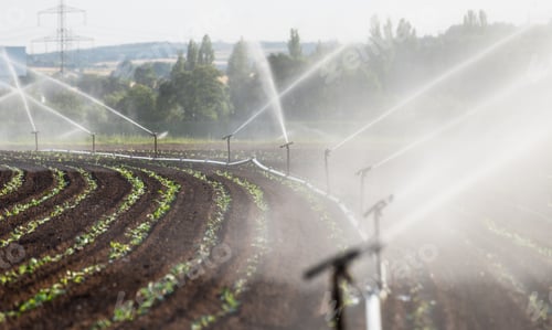 Preview: Watering crops in western Germany with Irrigation system using sprinklers in a cultivated field.