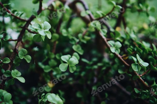 Preview: Greenery backgrounds of jade plant