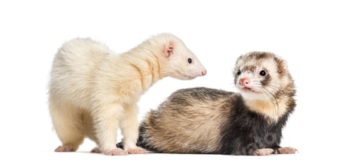 Preview: Ferret, 1 year old, lying in front of white background