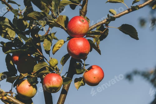 Preview: Autumn Apples