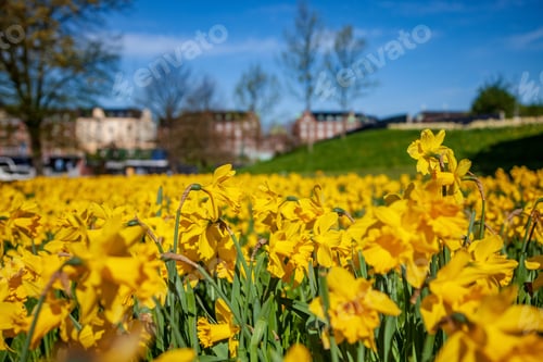 Preview: close-up view of beautiful blooming daffodils, green lawn and historical architecture in copenhagen,