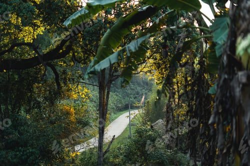 Preview: rural village roads and summer green trees