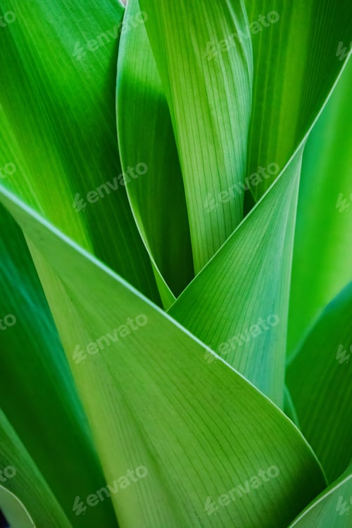 Preview: Close up of long green flow leaves