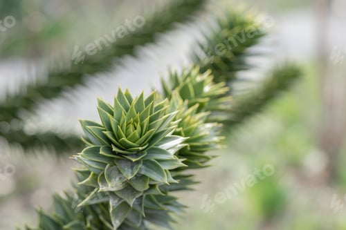 Preview: branches of the araucaria tree against the sky