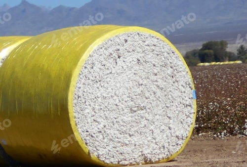Preview: Cotton! Cotton Picking! Round Baled Cotton in the Field!