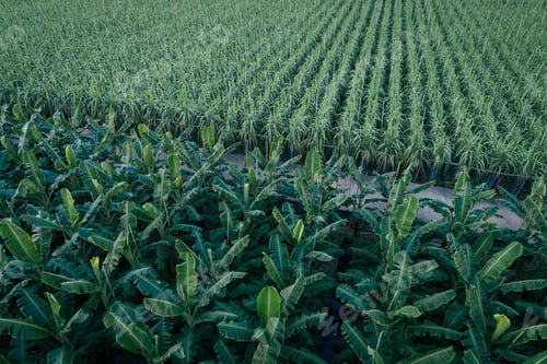 Preview: Aerial view of banana trees growing at field