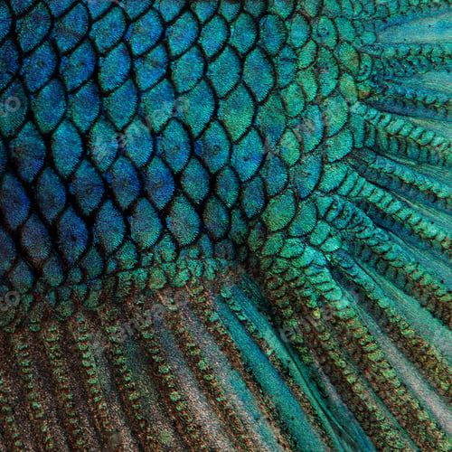 Preview: Close-up on a fish skin - blue Siamese fighting fish - Betta Splendens