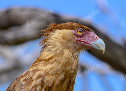 Preview: Large caracara bird with red and brown plumage on its face