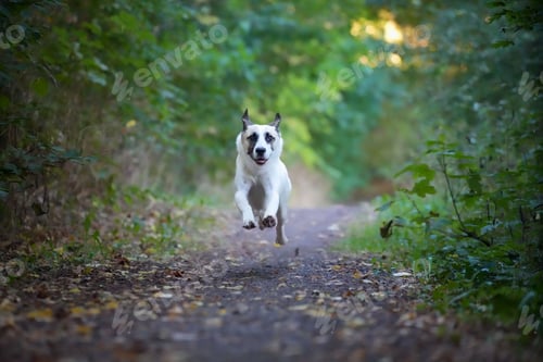 Preview: Closeup shot of a Nordic Spitz running in the forest