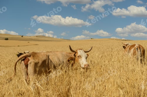 Preview: Gold wheat field. The idea of a rich harvest. Agriculture farm.