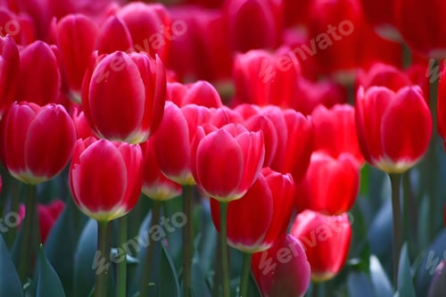 Preview: Closeup of a Field of red tulips
