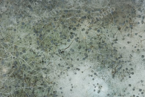 Preview: Closeup shot of fungus on a rotten melon