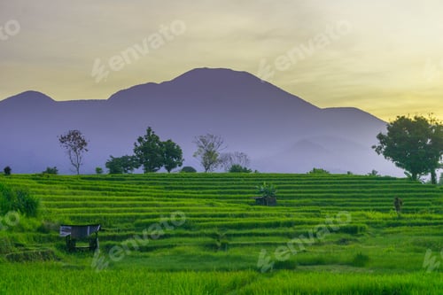 Preview: indonesia beauty landscape paddy fields in north bengkulu natural beautiful morning view from asia