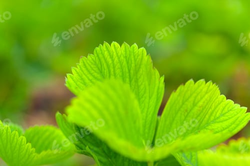 Preview: strawberry leaves background in a strawberry field