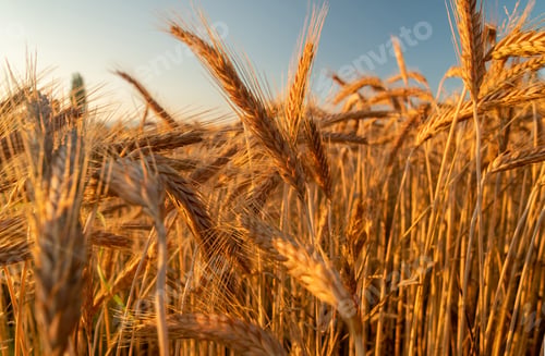 Preview: Field of barley on a bright sunny day