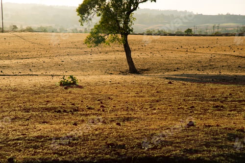 Preview: Summer landscape of mountain forest, India.