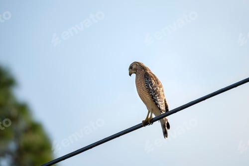 Preview: The red-shouldered hawk bird perching on electric cable looking for prey to hunt
