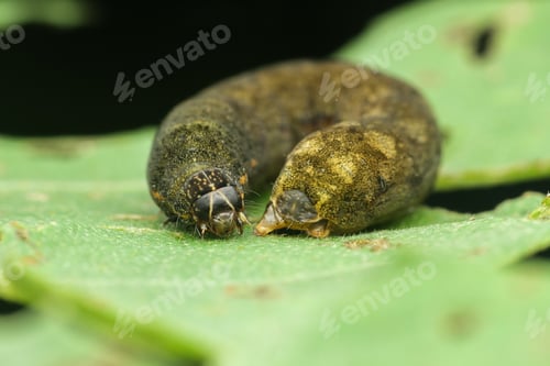 Preview: brown caterpillar