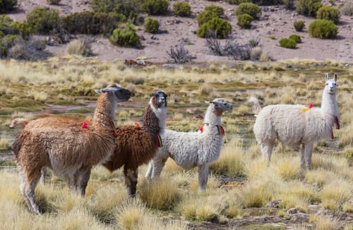 Preview: Llama