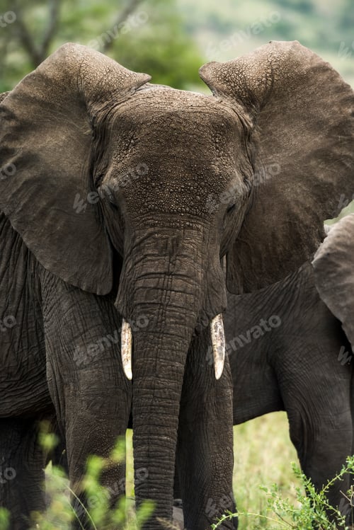 Preview: Close-up of an elephant, Serengeti, Tanzania, Africa