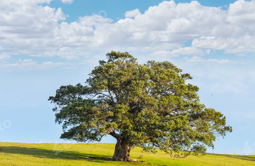Preview: Alone tree
