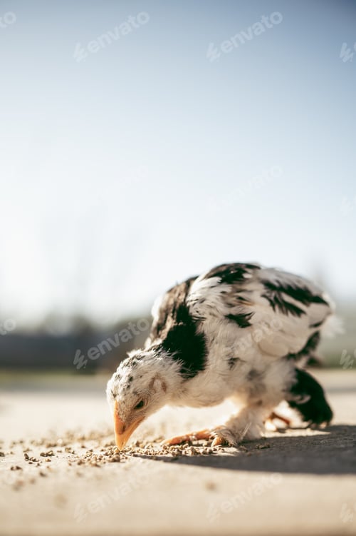 Preview: little turkeys peck grain
