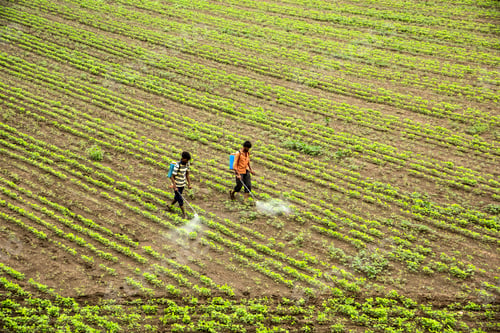 Preview: Indian farmer spraying pesticide in soybean fields.