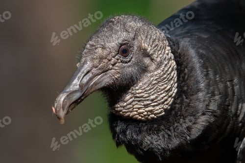 Preview: Black Vulture Looks Concerned
