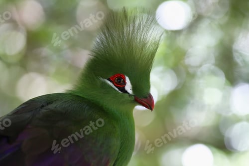 Vorschau: Grüner Hauben-Turaco