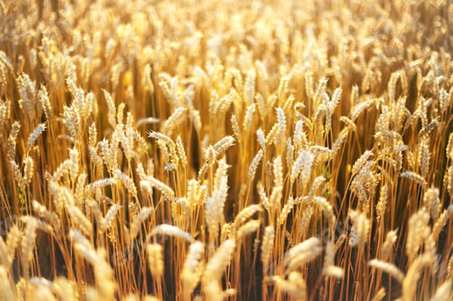 Preview: Ripe wheat spikelets on golden field
