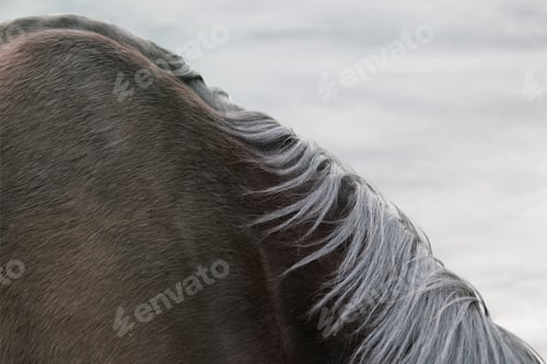 Preview: Closeup view of a horse's mane flowing in the breeze.