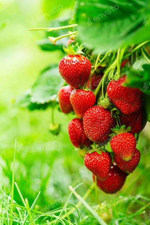 Preview: Fresh red strawberry fruit