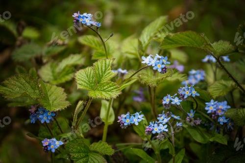 Preview: Forget me not flower