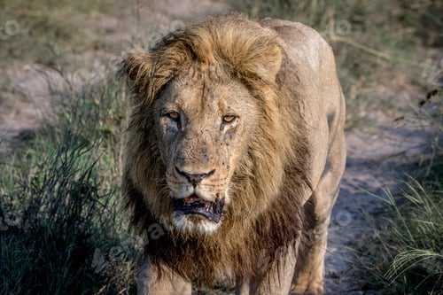 Preview: Big male Lion walking towards the camera.