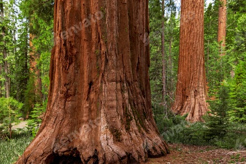 Preview: Giant Sequoias