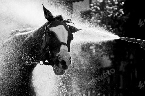 Preview: Greyscale shot of a Stallion horse smiling while enjoying the fresh splash of water