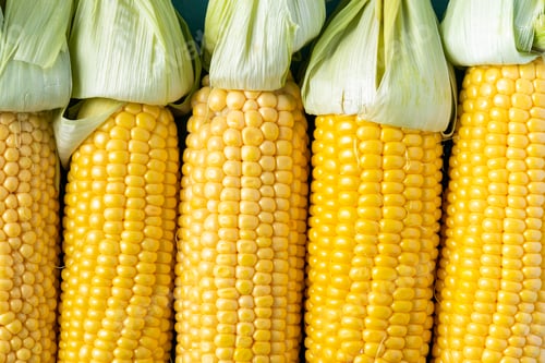 Preview: Corncons or Corn Ears in Husk. Fresh Vegetable Maize Crop. Close Up Macro View