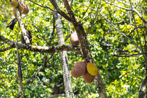 Preview: Breadfruit tree on the island of Mauritius