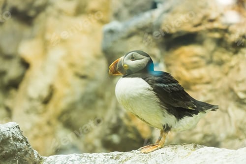 Preview: Bird, wildlife and zoo concept - Atlantic Puffin or common puffin