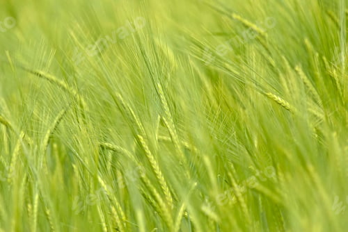 Preview: Field of barley, close up, very shallow depth of field