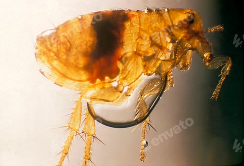 Preview: Plague infected flea