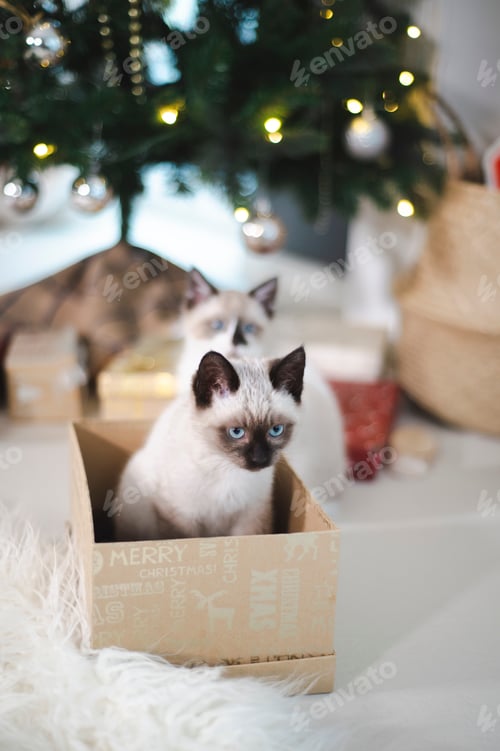 Preview: Christmas presents under the tree: two Siamese cats in a present box