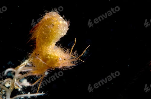 Preview: Closeup shot of a Hairy Shrimp on black background