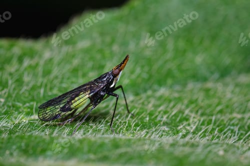Preview: Strange insect perched on a leaf