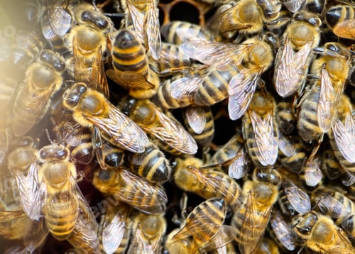 Preview: Extreme macro photography of Carniolan Honeybees at beehive
