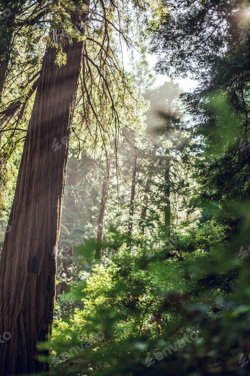 Preview: High green trees in forest in summer